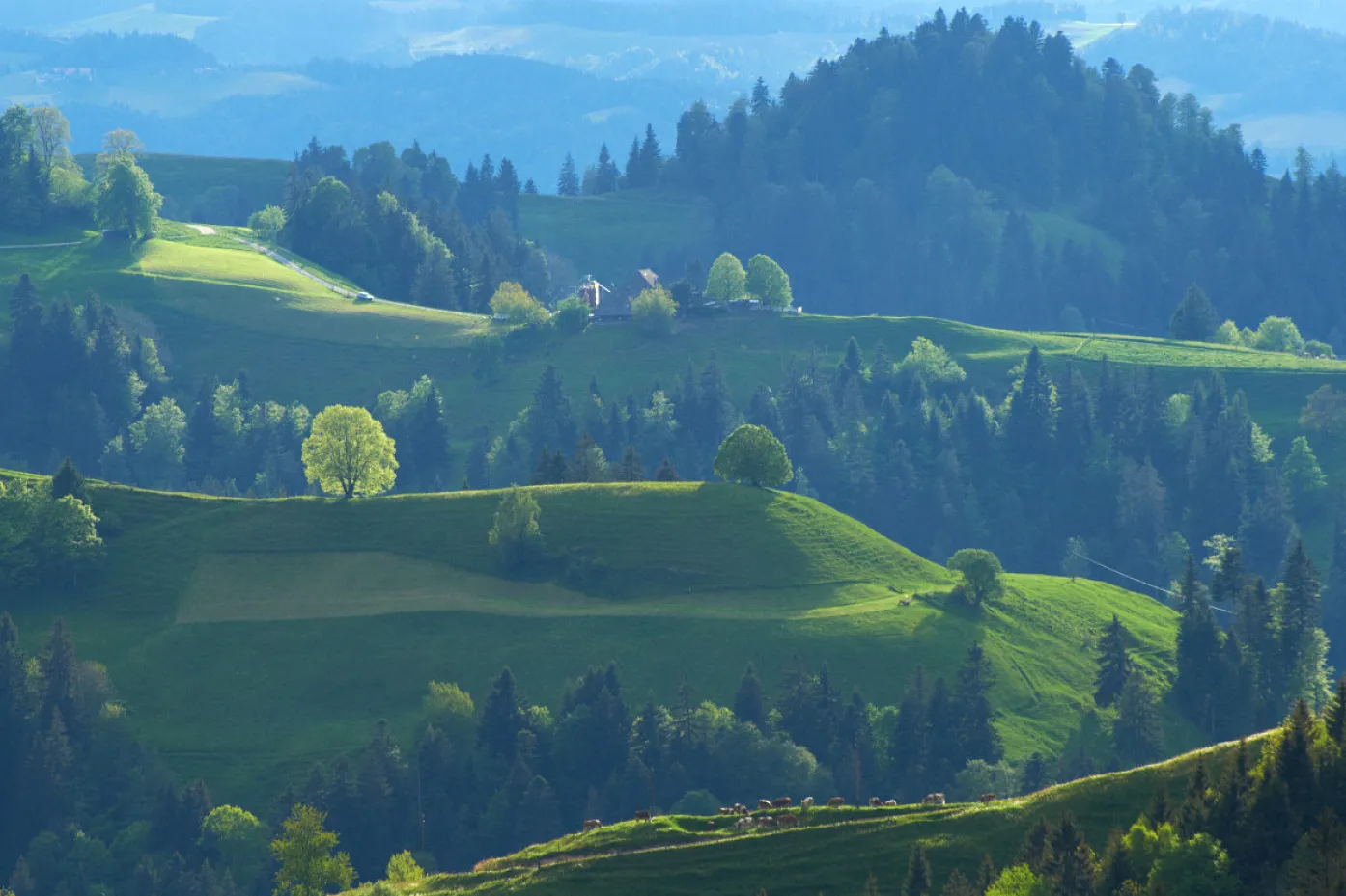 Bild von lieblicher Emmentallandschaft mit Hügeln und Kühen.